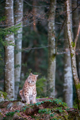 Eurasian Lynx (Lynx lynx) looking towards setting sun in Bavarian Forest National Park, Germany