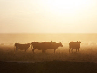 A herd of cows at sunset