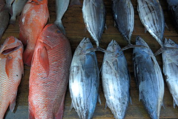 fish market at colombo asia srilanka