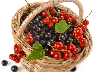 basket of berries