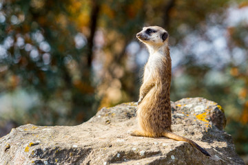 Meerkat family member (Suricata suricatta) on guard