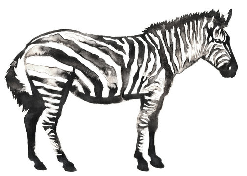 black and white monochrome painting with water and ink draw zebra illustration