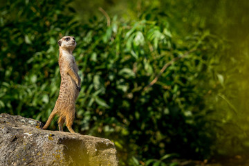 Meerkat family member (Suricata suricatta) on guard