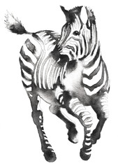 black and white monochrome painting with water and ink draw zebra illustration