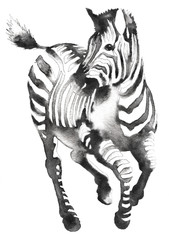 black and white monochrome painting with water and ink draw zebra illustration © Turaev