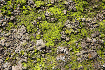 Moss and lichen on stone