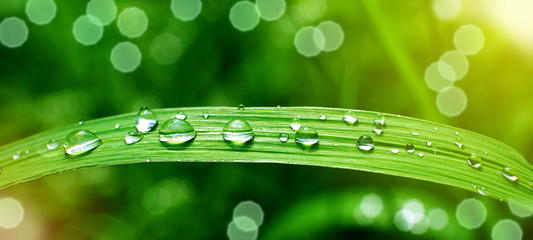 Rain drops on a blade of grass, macro, shallow depth of field, sunlight effect, suitable for header or banner