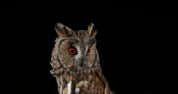 Long Eared Owl, asio otus, Adult, Normandy in France, Real Time 4K