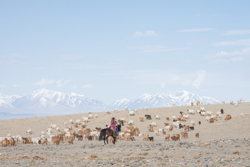 Naklejka premium MONGOLIA - 22 maja 2017: Pasterz dziewczyna siedzi na koniu i pasie stado owiec na prerii z ośnieżonymi szczytami gór na tle