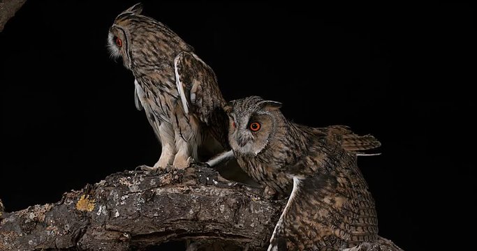 Long Eared Owl, asio otus, Adults, Pair, Normandy in France, Real Time 4K