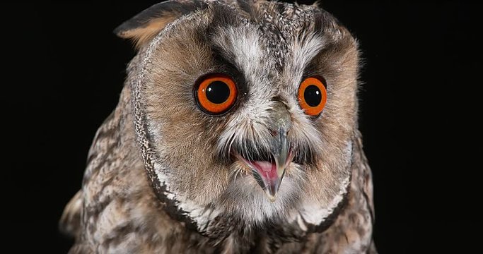 Long Eared Owl, asio otus, Portrait of Adult, Normandy in France, Real Time 4K