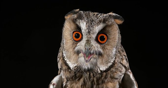 Long Eared Owl, asio otus, Portrait of Adult, Normandy in France, Real Time 4K
