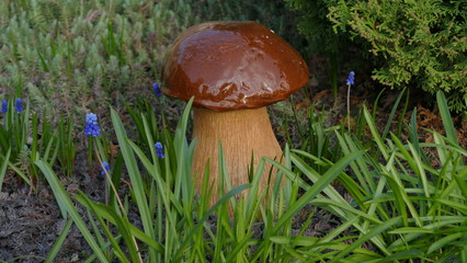 mushroom, mushroom photo, forest photo, forest mushroom, forest mushroom photo. Mushroomer gathering mushrooms.