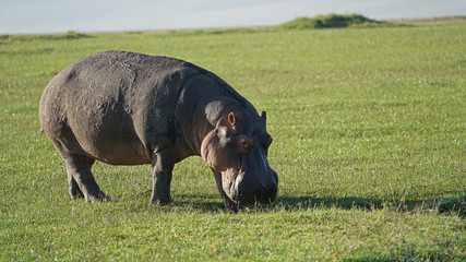 Hippopotamus in Ngorongoro Crater, Tanzania