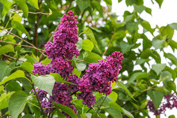 Fliederblüte