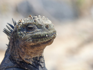 Marine Iguana (Amblyrhynchus cristatus) on Santa Cruz Island Galápagos Ecuador