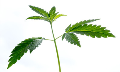 A sprout plant of a hemp isolated on the white background. The texture of the young shoot of a marijuana plant with the first leaves.