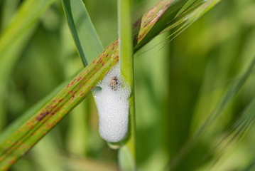 Insetto all'interno della sua schiuma