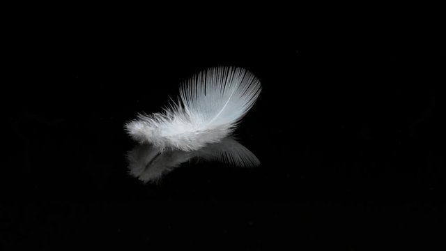 White Feathers Falling against Black Background, Normandy, Slow Motion