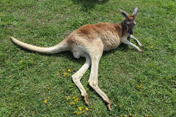 Naklejka na ściany i meble Kangaroo laying on grass