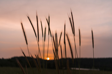 Wheat on a summer sunset background