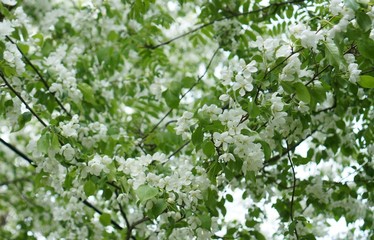 цветущая яблоня