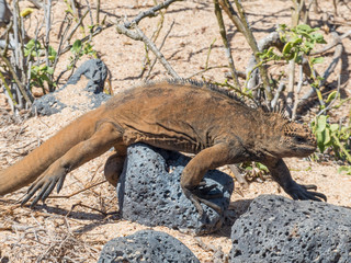 Drusenkopf (Conolophus subcristatus) Galapagos-Landleguan on Santa Cruz Island Galápagos Ecuador