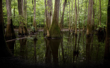 Congaree National Park