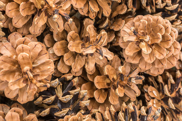 Kiefernzapfen als Bastelbedarf