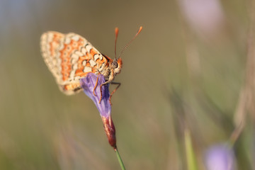 Sleeping butterfly standing in a flower