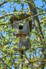 Birdhouse among the branches 