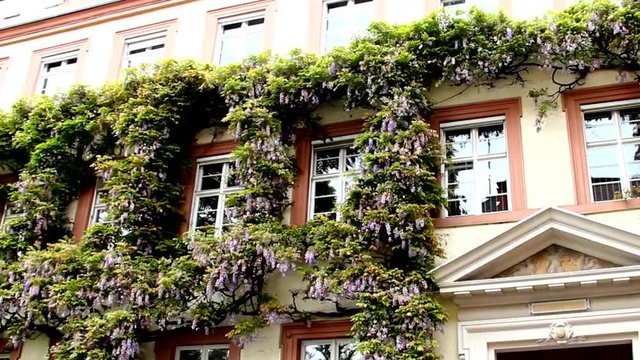 Wisteria at the Wall of the Stone House Wall. Baden_Baden. Germany
