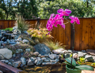 Purple orchid in garden scene