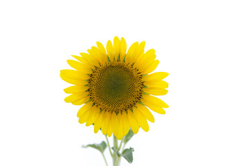 Sunflower Isolated