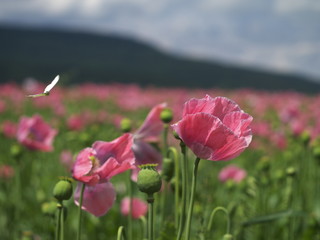 Blühendes Mohnfeld am Meißner mit Schmetterling