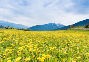 Fototapeta premium Dandelion blossom in Alps mountains