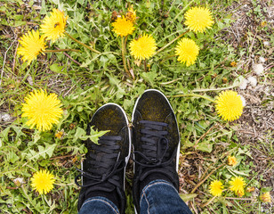 Yellow dandelions and shoes. Yellow pollen on a black shoes. Spring nature concept