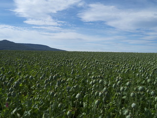 Reifende Mohnkapseln im Feld