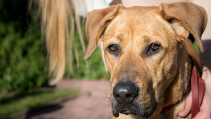 Rhodesian Ridgeback