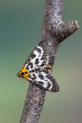 small magpie - Anania hortulata