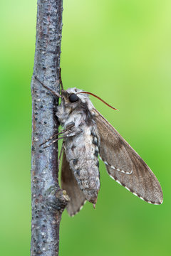 pine hawk-moth - Sphinx pinastri