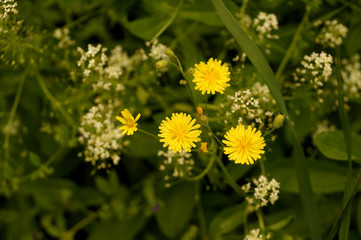 Yellow wild flowers on a lawn in the yard