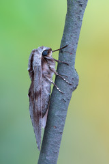 pine hawk-moth - Sphinx pinastri
