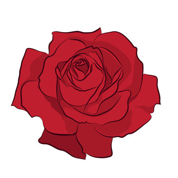 Beautiful red rose, isolated on white background. Botanical silhouette of flower. Flat stylization color