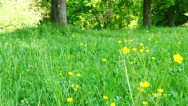 Crowfoot in the meadow