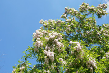 Branches of densely blossoming acacia
