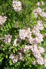 Branches of densely blossoming acacia
