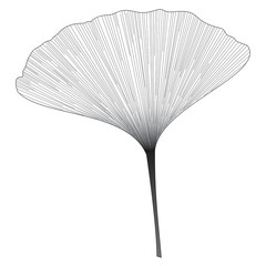 Botanical series Elegant Single Ginkgo leaf in sketch style in black and white on white background 
