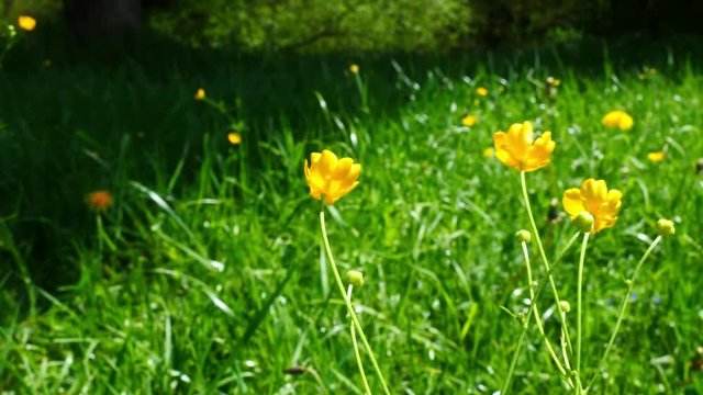 Buttercup flowers in the meadow