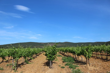 Fototapeta na wymiar vignoble des corbières